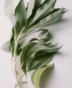 Sage Rich Cream for Hands & Feet — Flamingo Estate