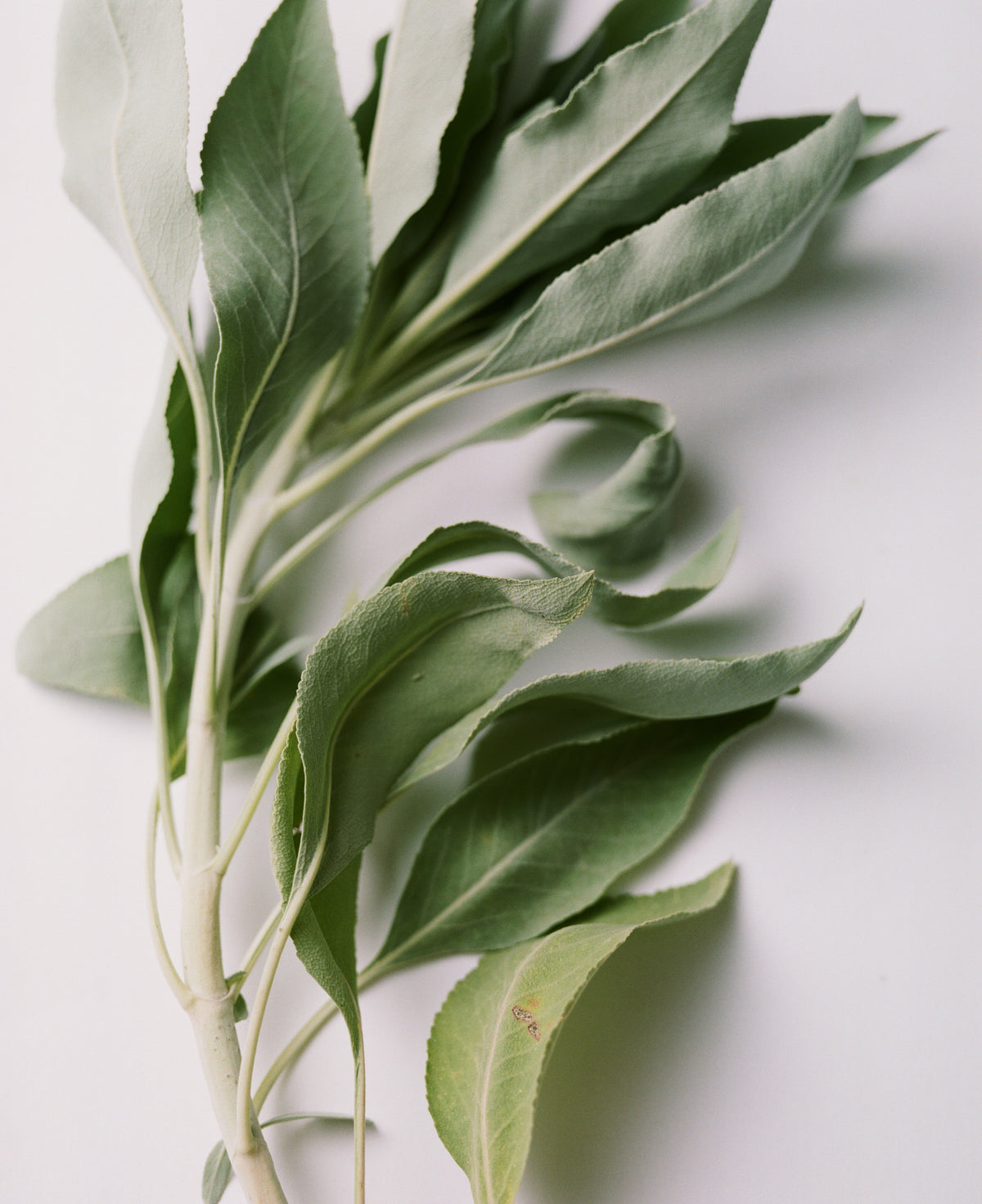 Sage Rich Cream for Hands & Feet — Flamingo Estate