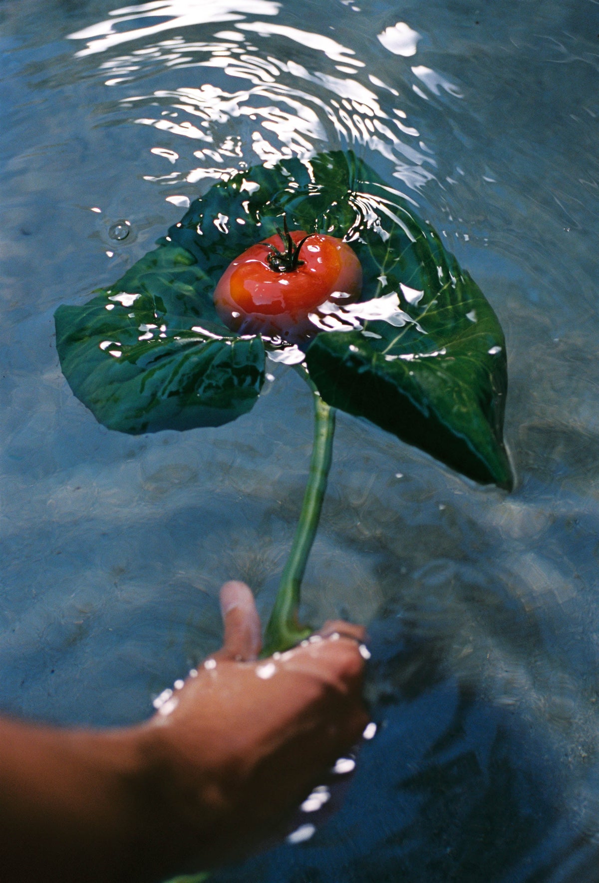 A Hydrating Botanical Formula