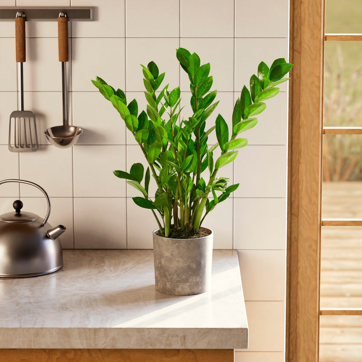 ZZ Plant — Lively Root