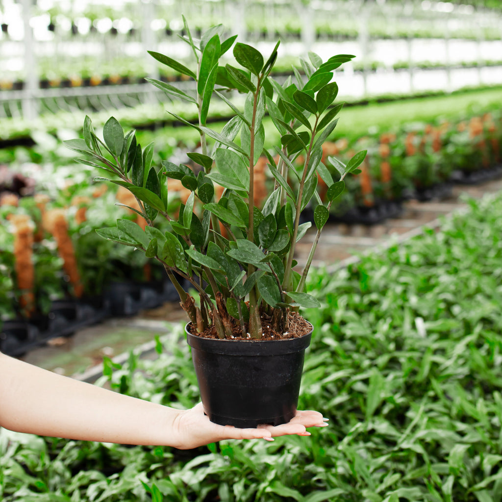 ZZ Plant — Lively Root