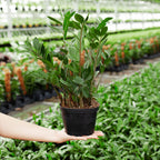 ZZ Plant — Lively Root