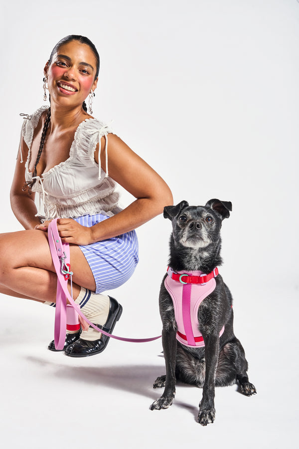 Harness Walk Kit — Wild One