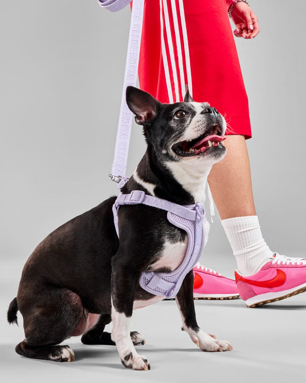 Harness Walk Kit — Wild One