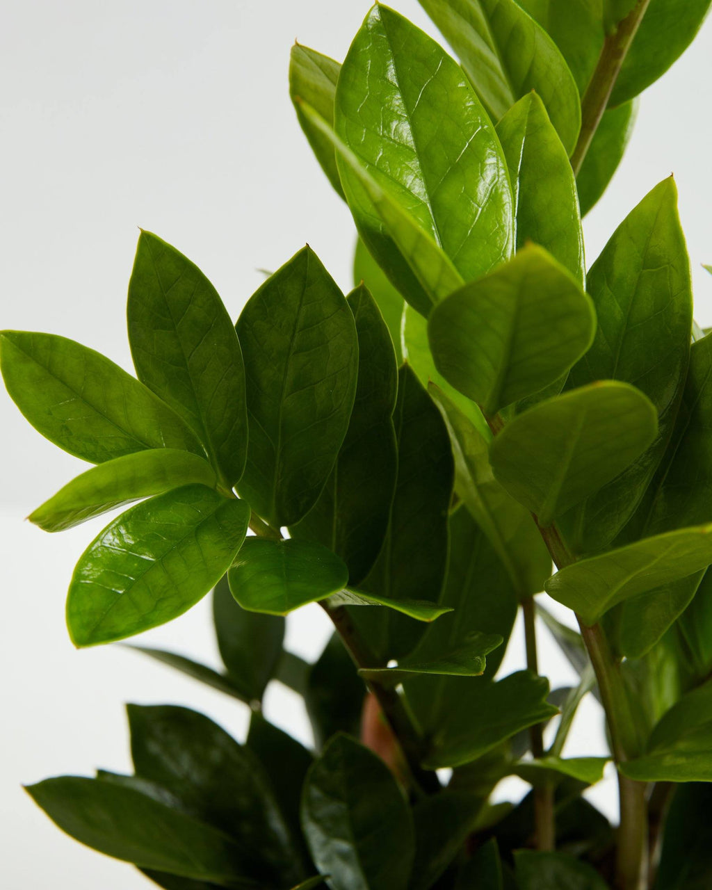 ZZ Plant — Lively Root