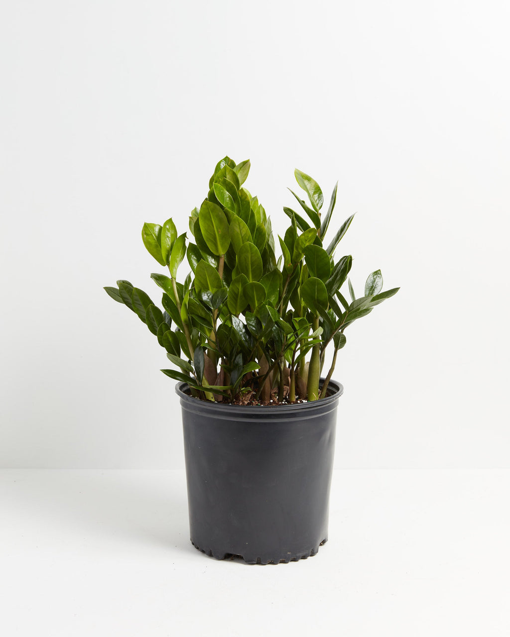 ZZ Plant — Lively Root