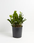 ZZ Plant — Lively Root