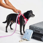 The Dog Day Afternoon lifestyle image 2