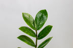 ZZ Plant — Lively Root