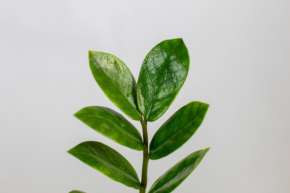ZZ Plant — Lively Root