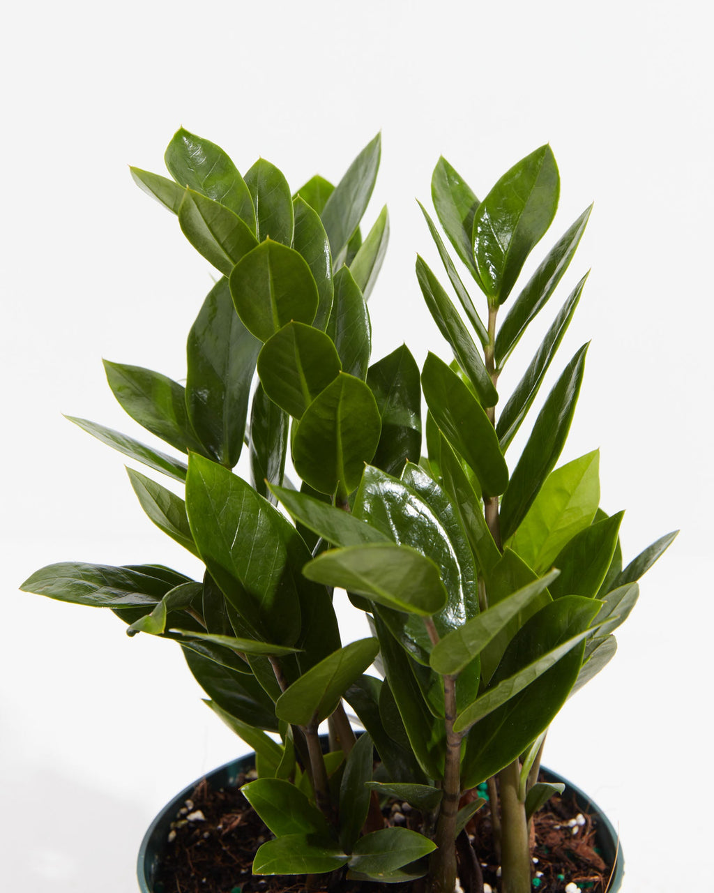 ZZ Plant — Lively Root