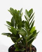 ZZ Plant — Lively Root