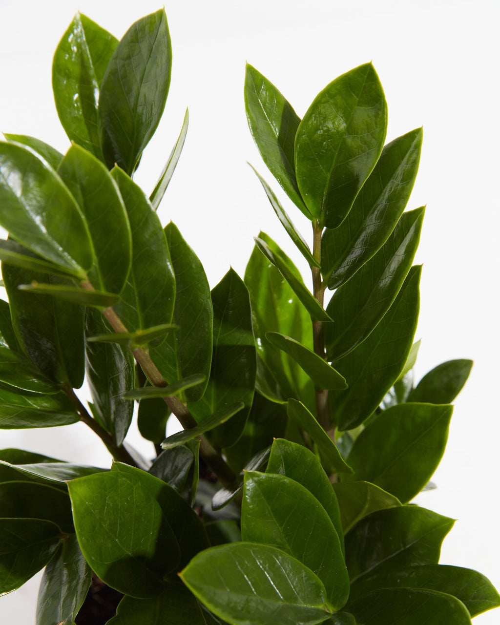 ZZ Plant — Lively Root
