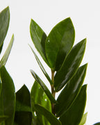 ZZ Plant — Lively Root