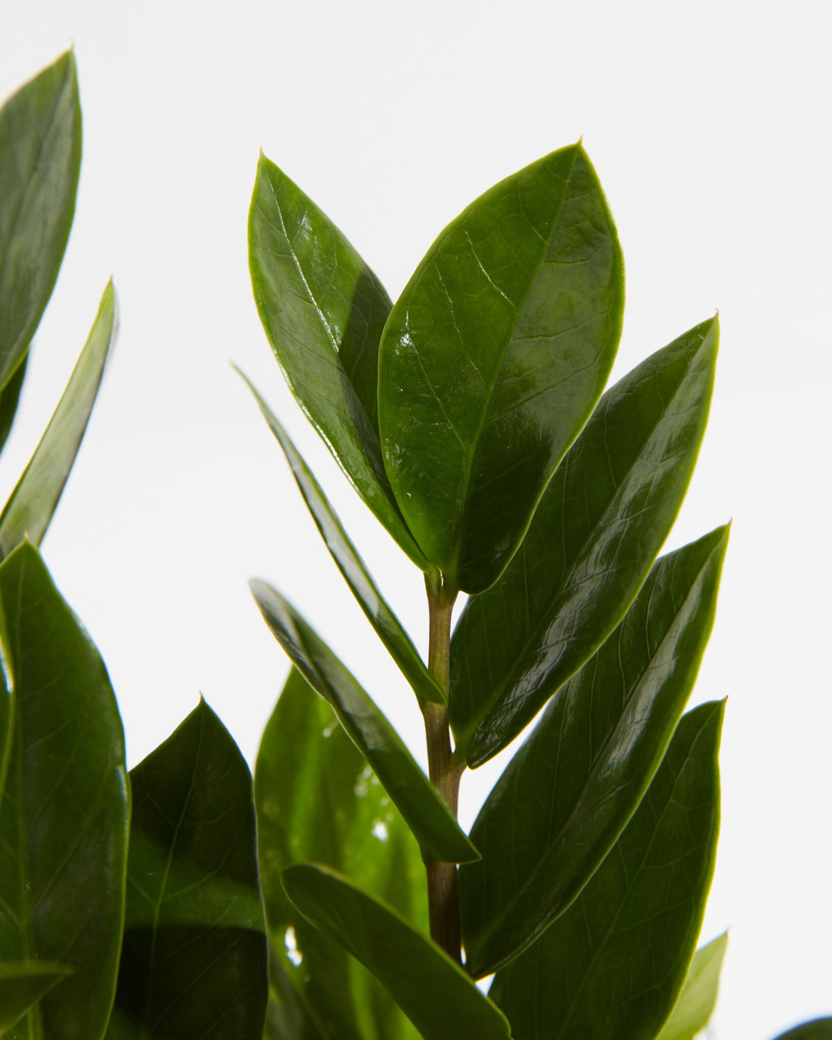 ZZ Plant — Lively Root
